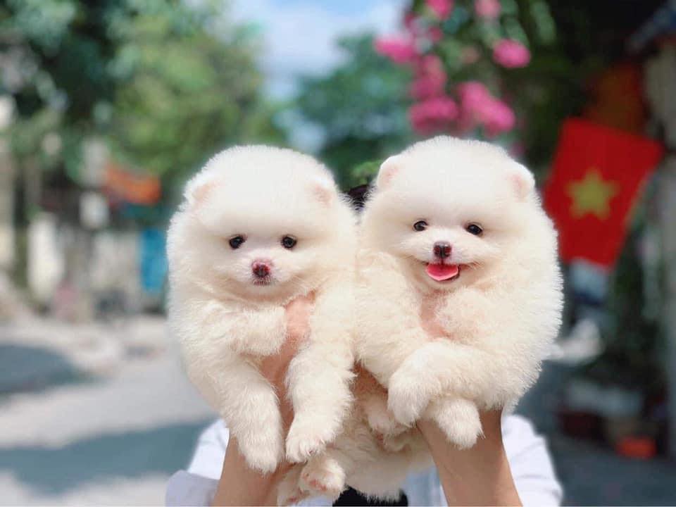 Kha Pet Shop chuyên bán chó Phốc tại Đà Nẵng
