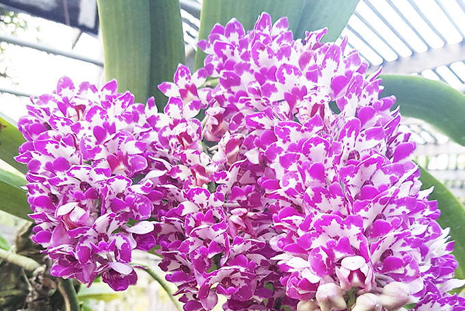 Top 6 cửa hàng hoa làn Đà Nẵng " đẹp mê ly"