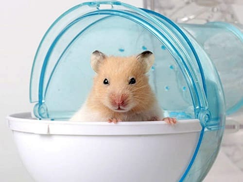 Hamster Đà Nẵng tại thế giới thú cưng