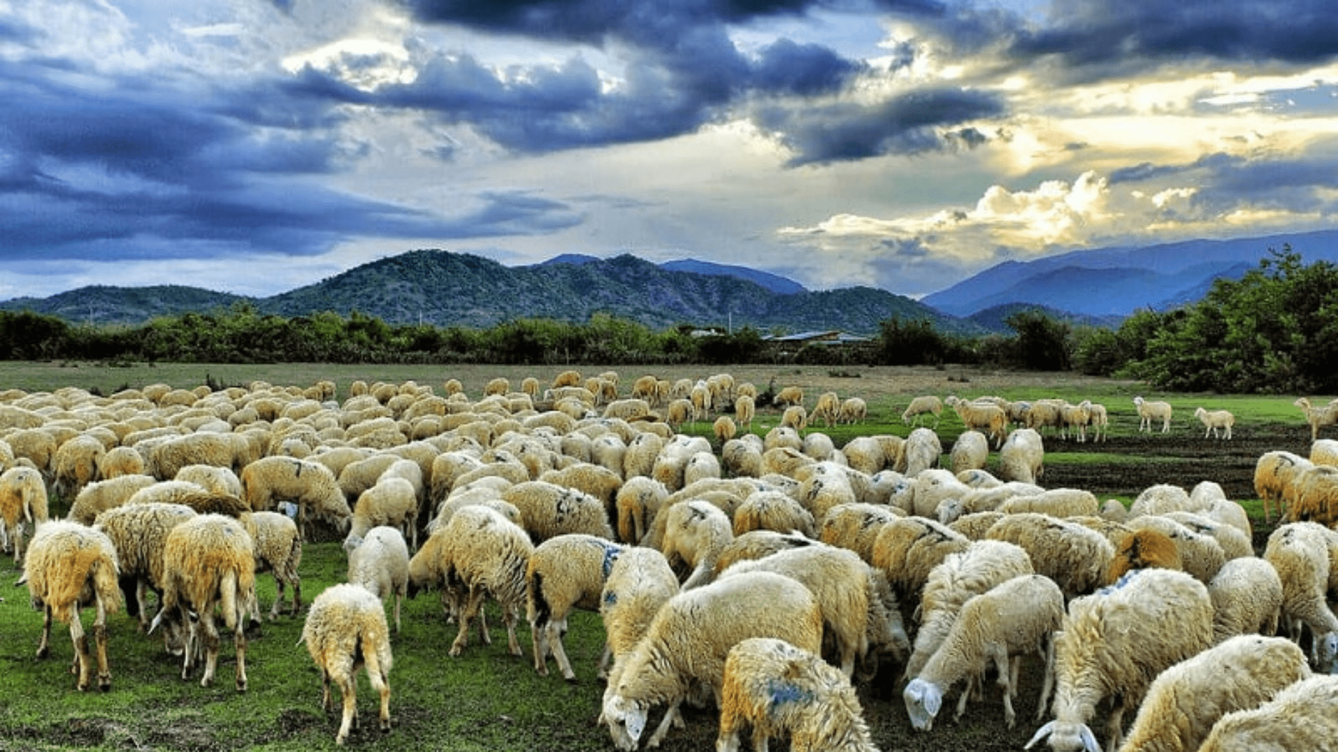 Cánh đồng nuôi cừu - Địa điểm vui chơi