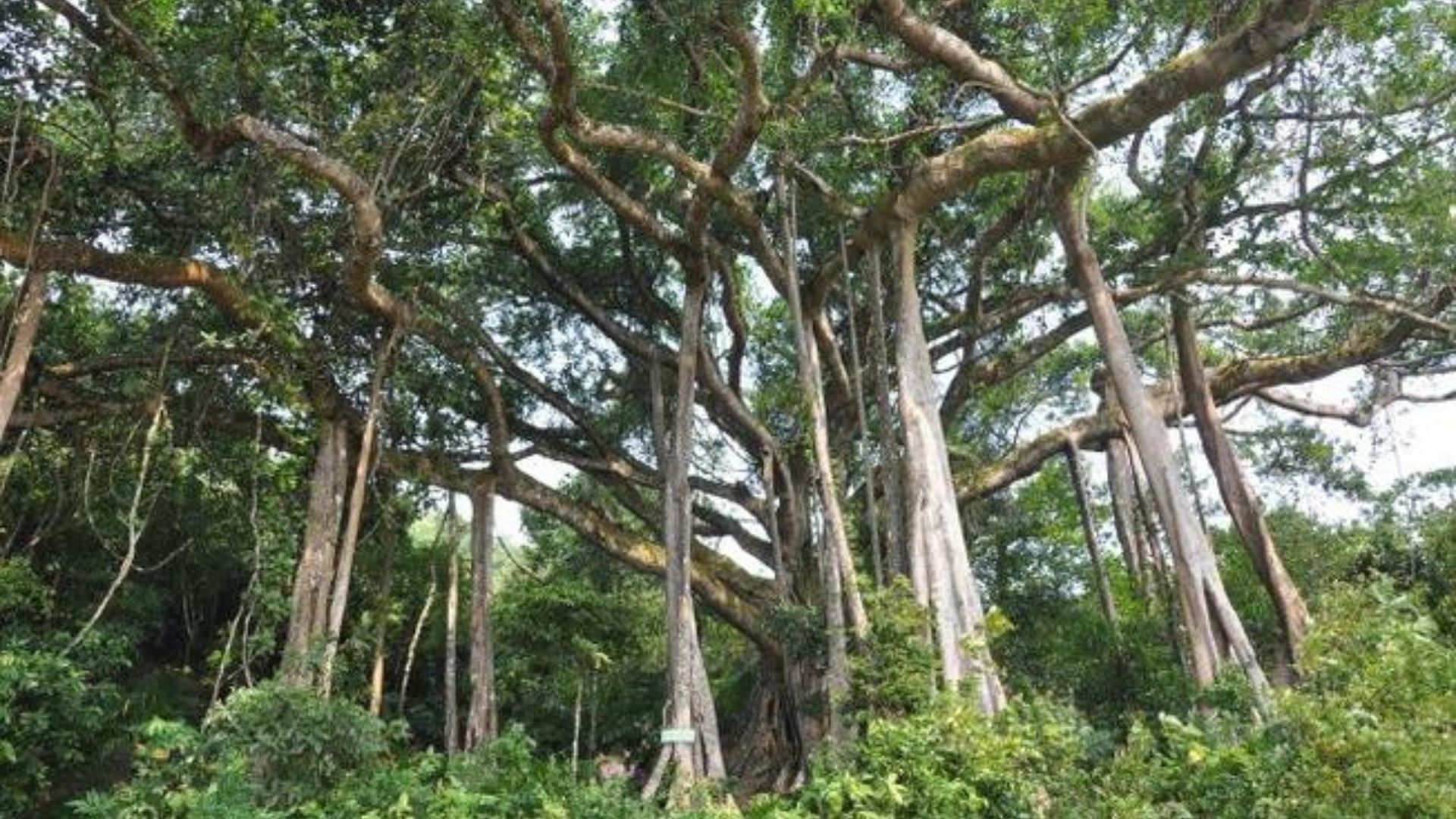 Cây đa ngàn năm - Sừng sững giữa bán đảo Sơn Trà