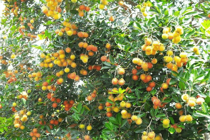 Vườn trái cây Long Khánh ra quả rất nhiều