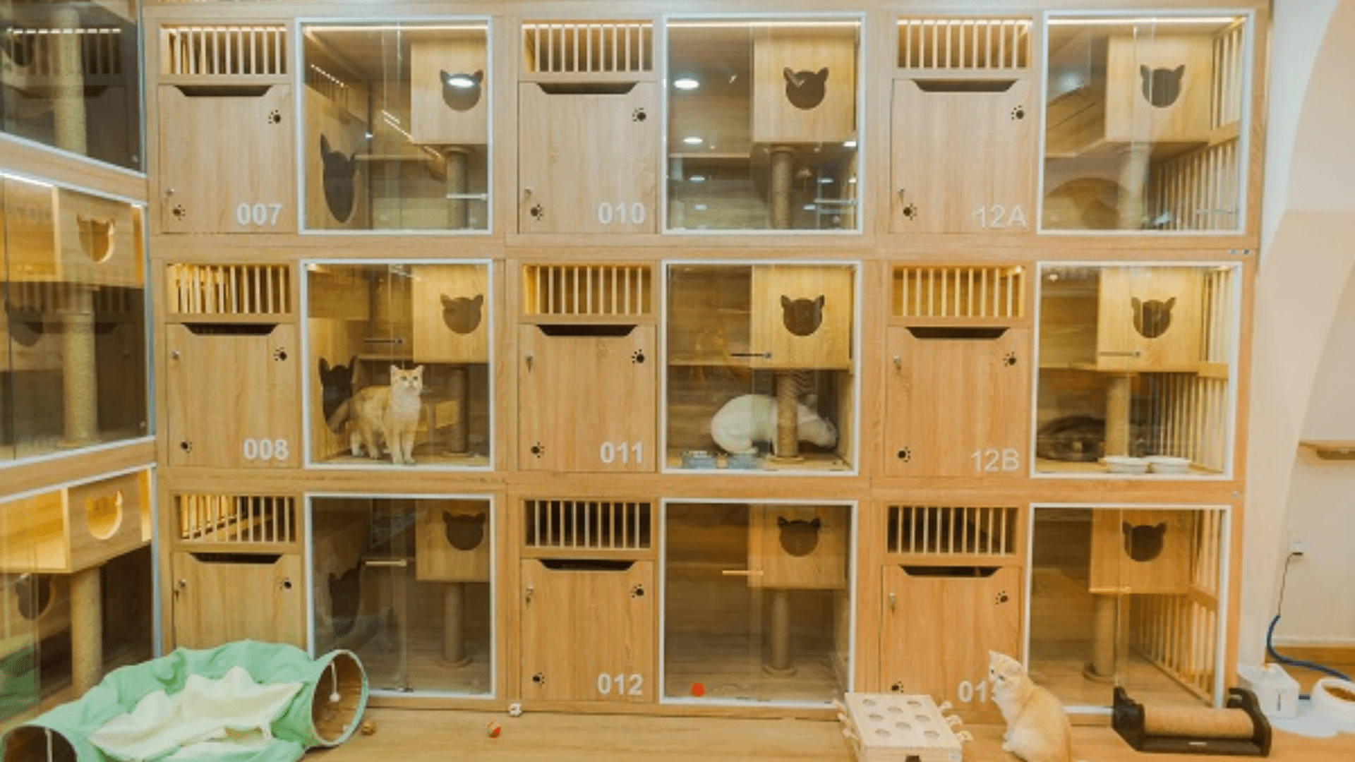 Nobipet - Cửa hàng thú cưng Đà Nẵng chất lượng