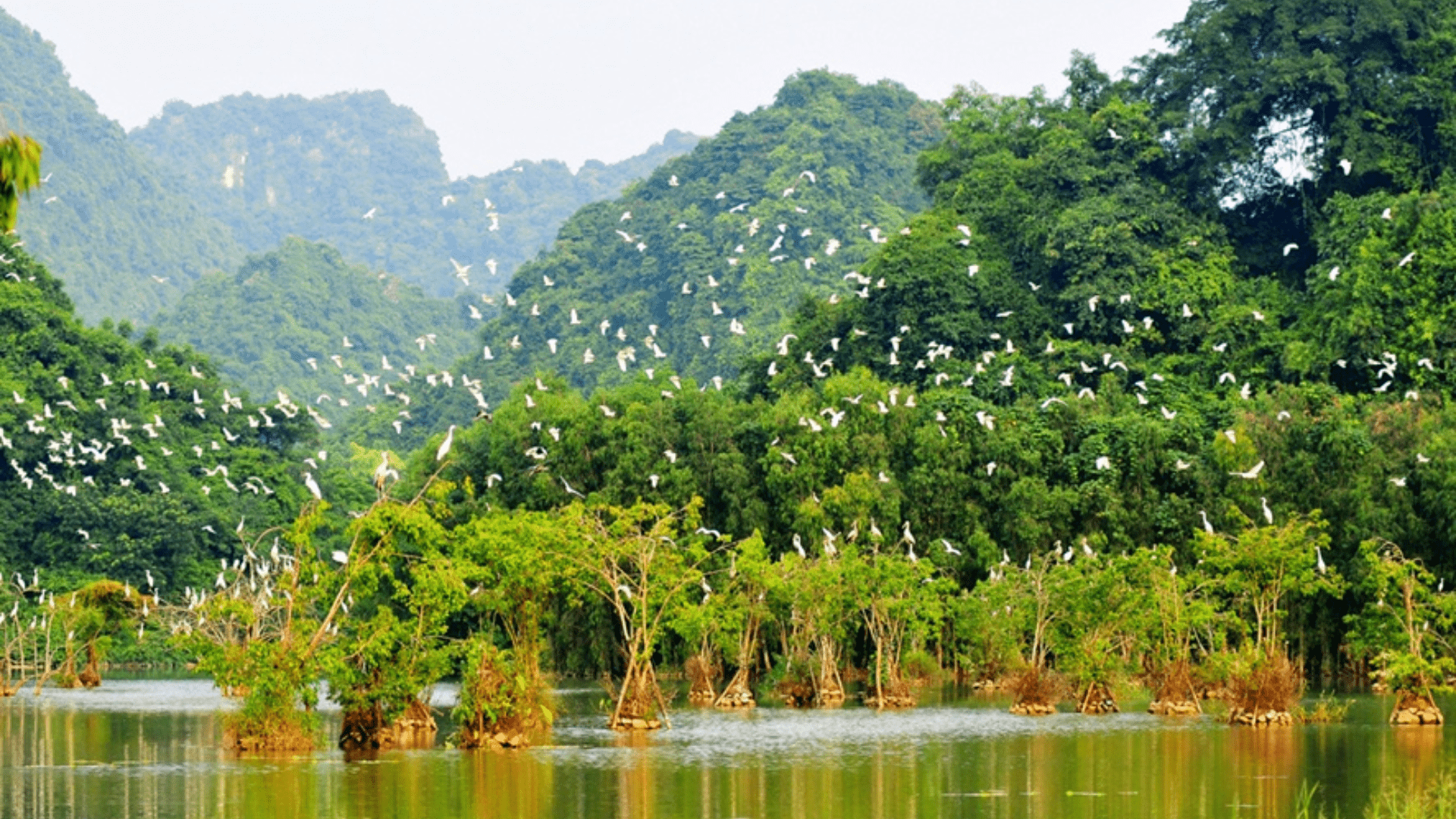 Khu đa dạng sinh học Lâm ngư trường 184 – Rừng đước Năm Căn, địa điểm sinh thái siêu hot tại Cà Mau