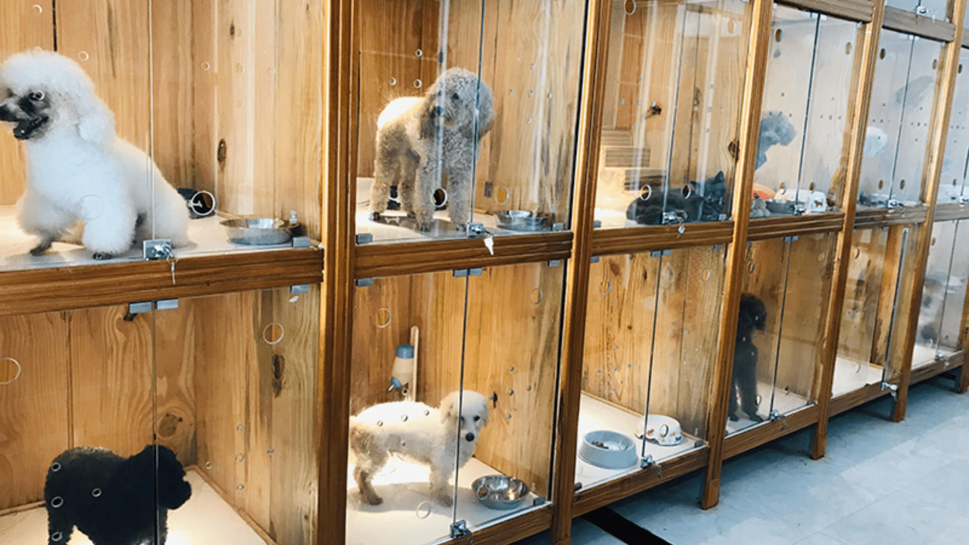 Shop Thú Cưng Lan Lan - Cửa hàng thú cưng Đà Nẵng nổi tiếng