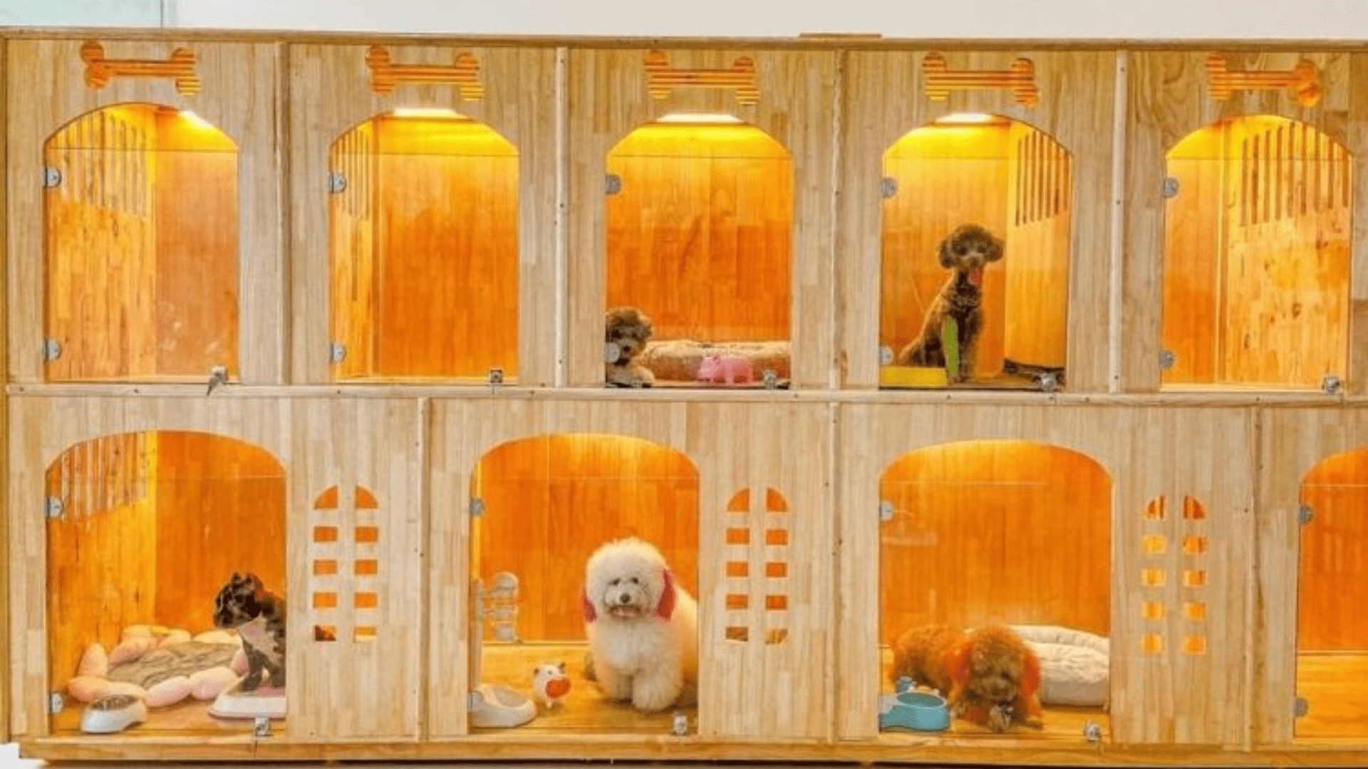 Chó Mèo Uy Tín Đà Nẵng - Cửa hàng thú cưng Đà Nẵng chất lượng