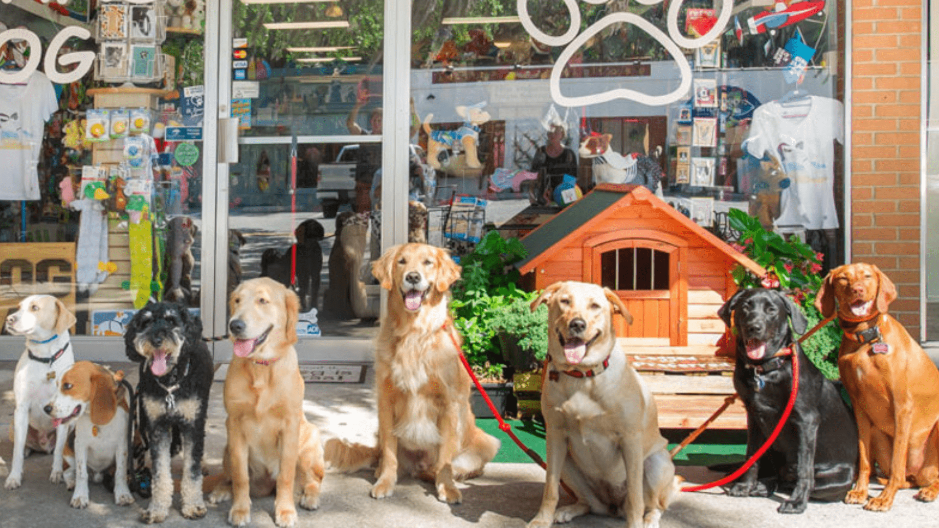 Bật mí 8 cửa hàng thú cưng Đà Nẵng nổi tiếng và uy tín nhất
