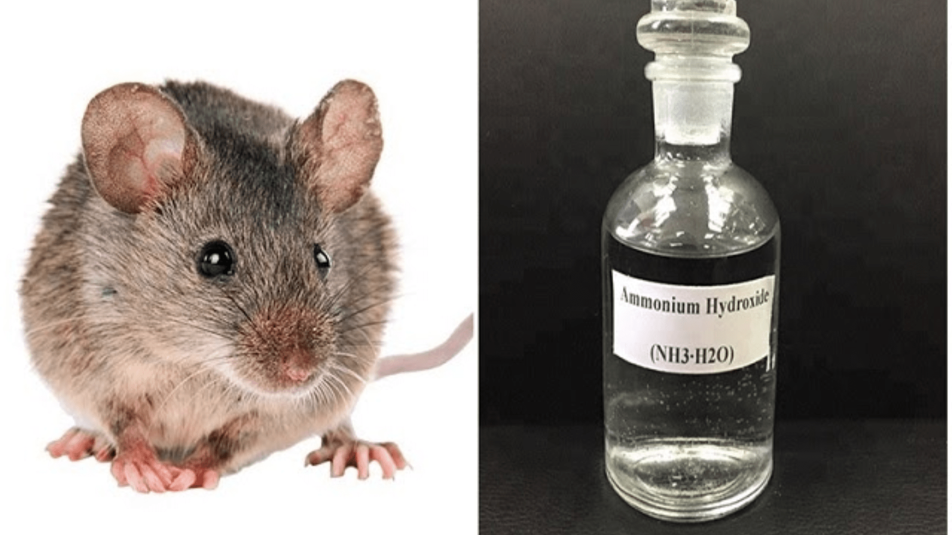 Nano Vina - Công ty diệt chuột tại Đà Nẵng chất lượng