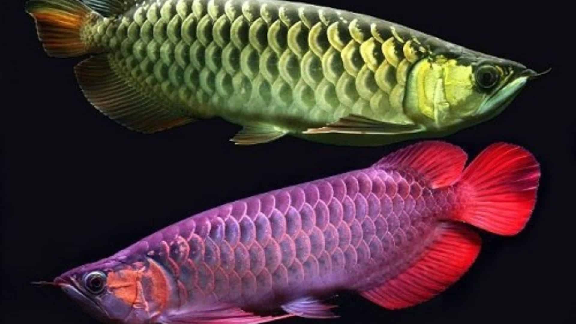 Cá Cảnh Tài - Cam kết cá Rồng Đà Nẵng tốt nhất