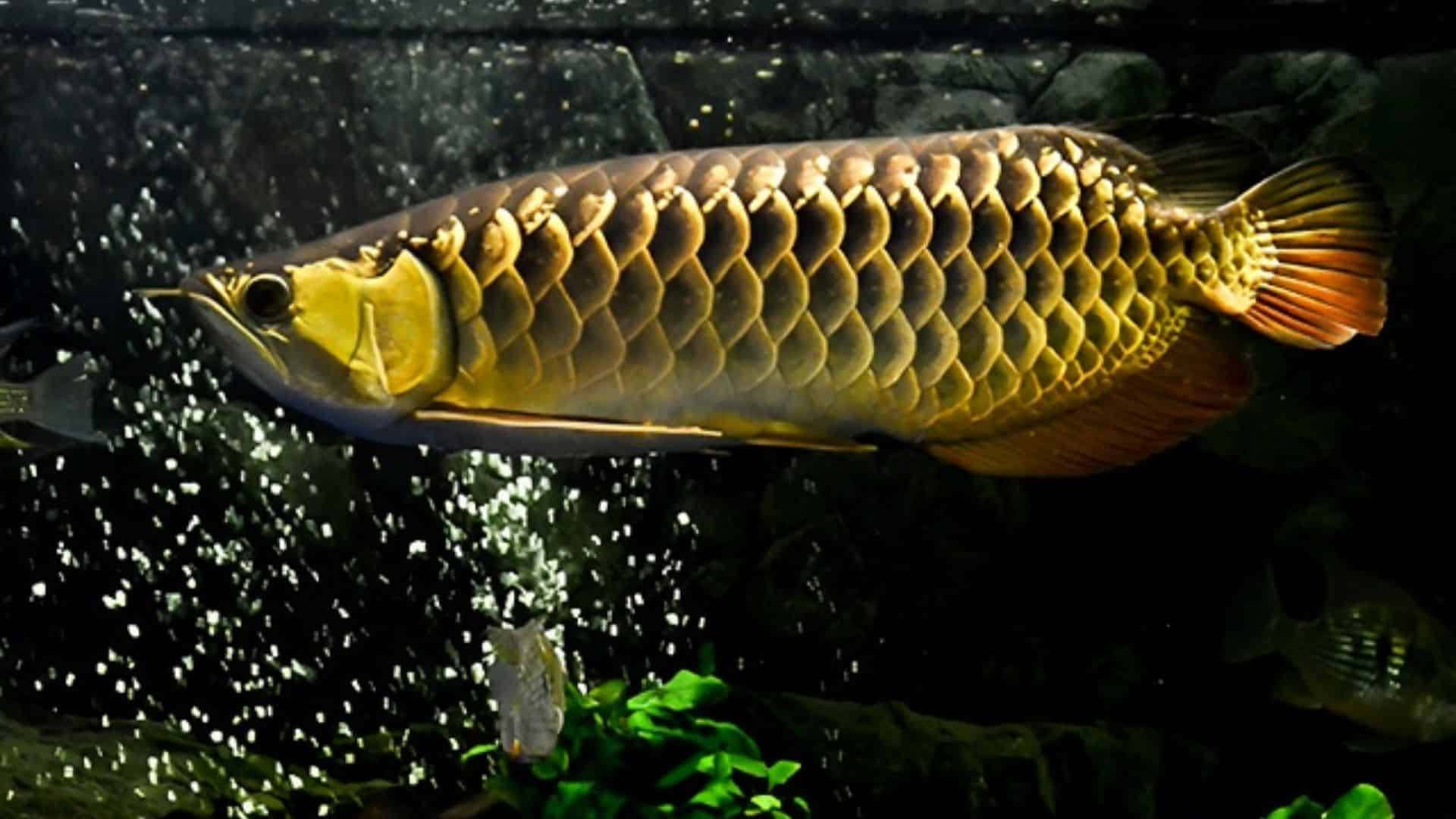 Chợ tốt - Nơi cung cấp đủ loại cá Rồng Đà Nẵng